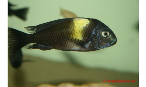 Tropheus duboisi Maswa